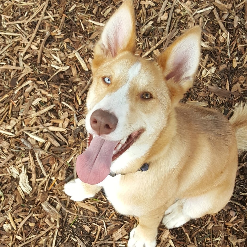 Bruce King Memorial Dog Park 1