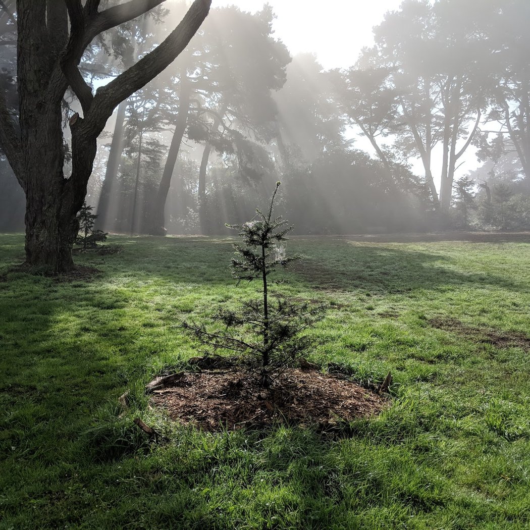 Golden Gate Heights Park 1