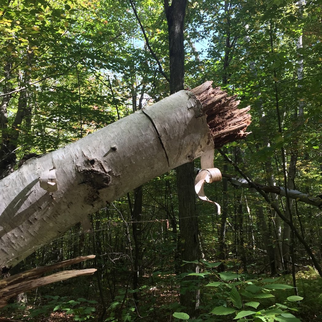 Rheinstrom Hill Audubon Center and Sanctuary 3