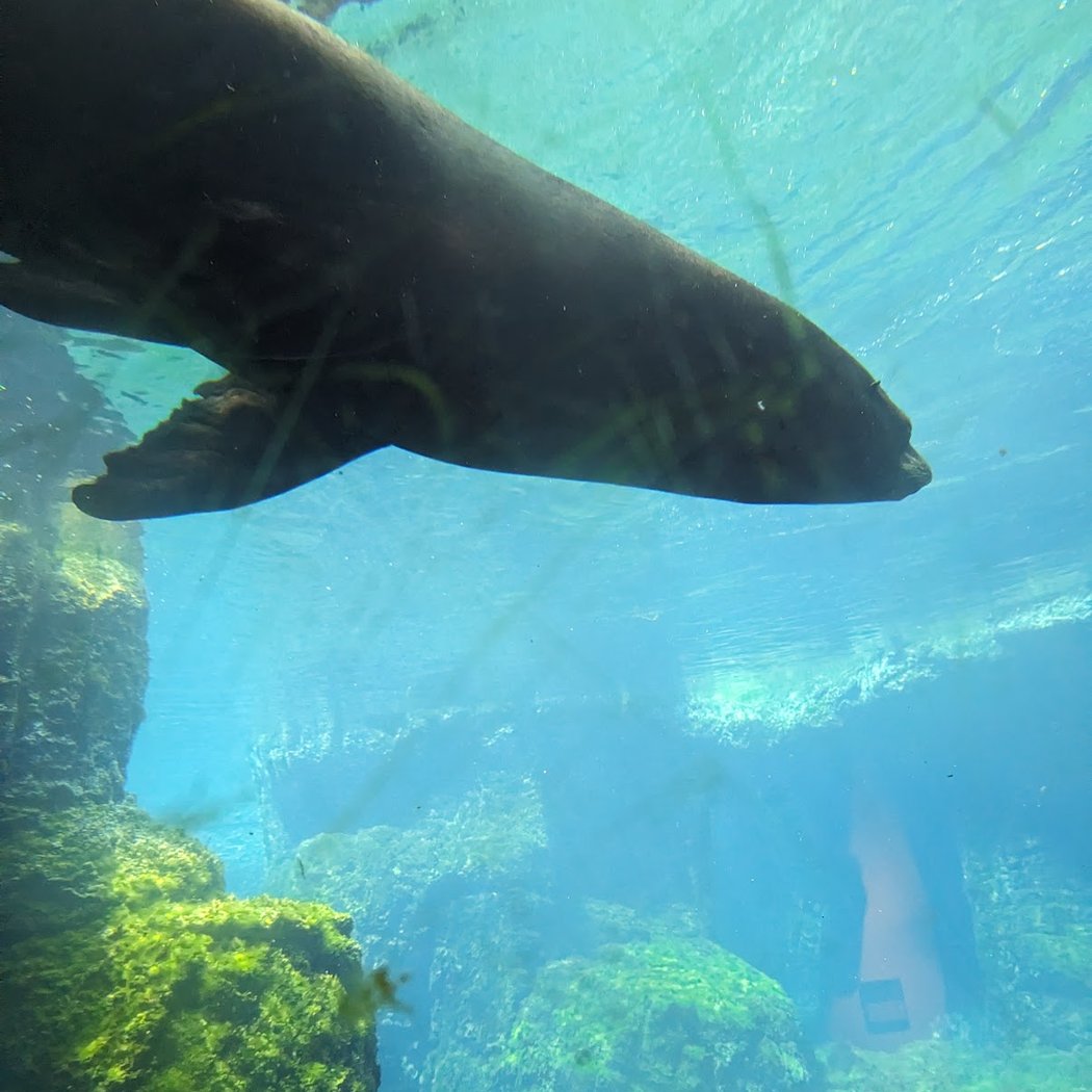 Daily Sea Lion Shows 2