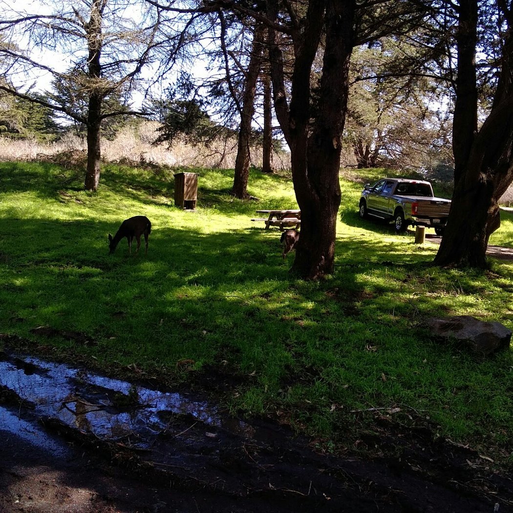 Bodega Dunes Campground 4