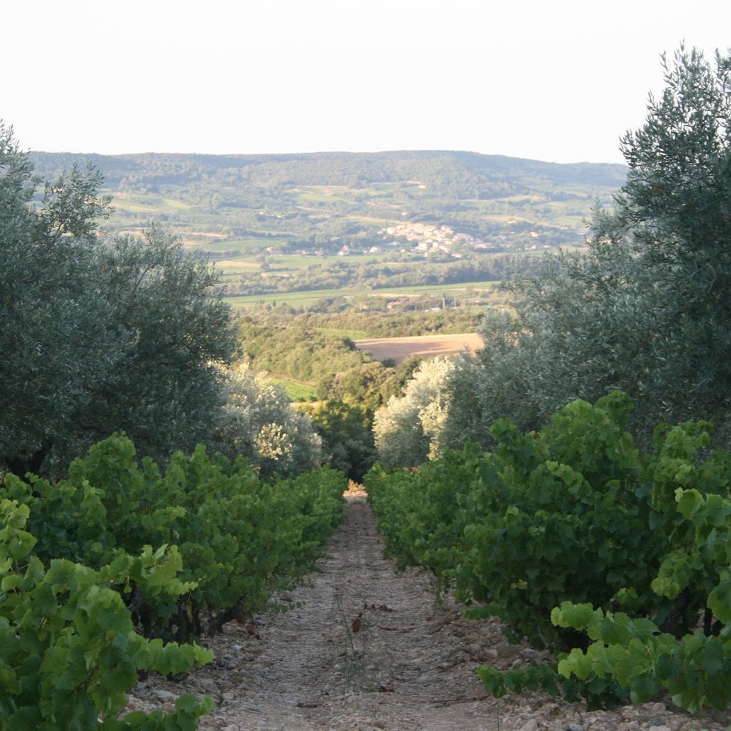 Vignoble Art Mas 3