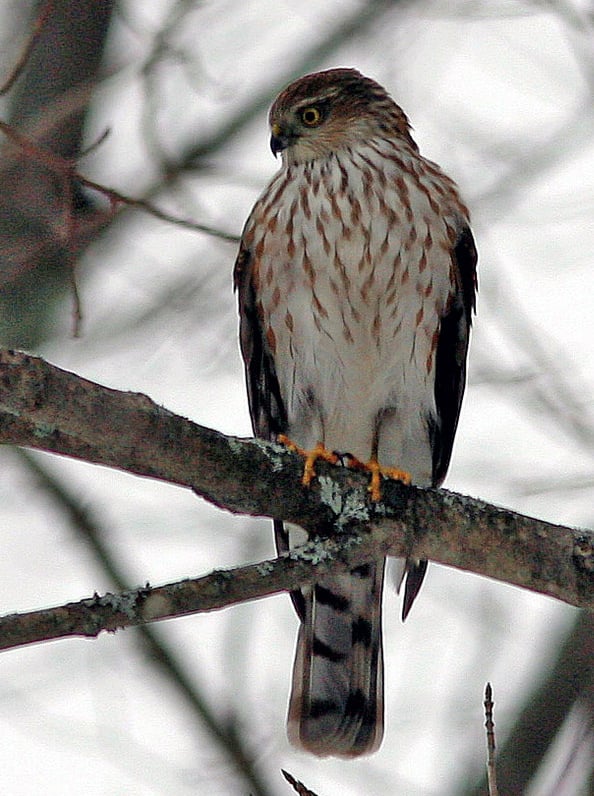 Hawk Watch at Lake Macbride State Park 3