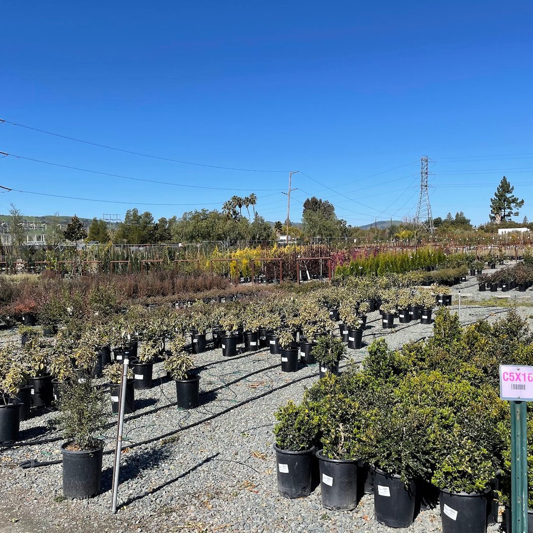Devil Mountain Wholesale Nursery - San Ramon 2