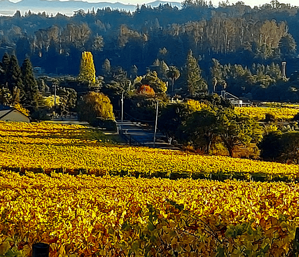 Lester Estate Wines: Holiday Market 2