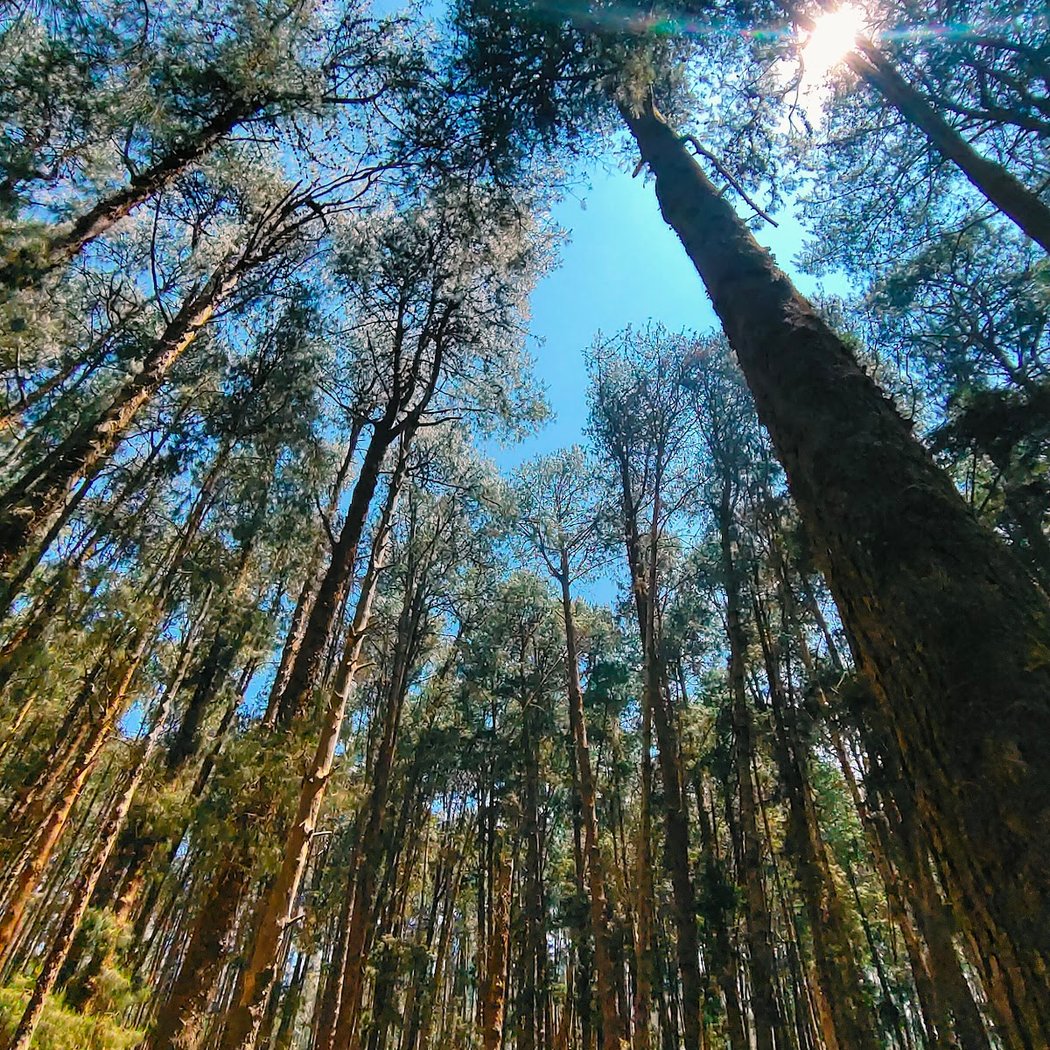 Pine Forest Ooty 3