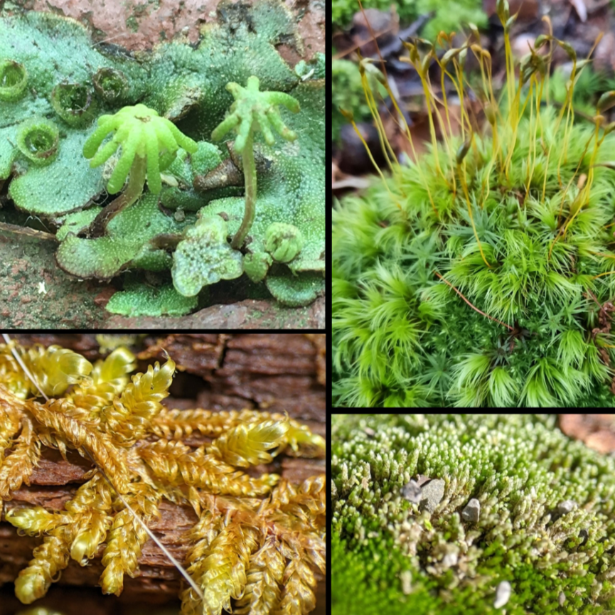 EcoQuest Challenge 1
