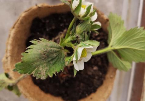 Atelier jardinage 1