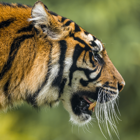 Zoo de la Flèche 2