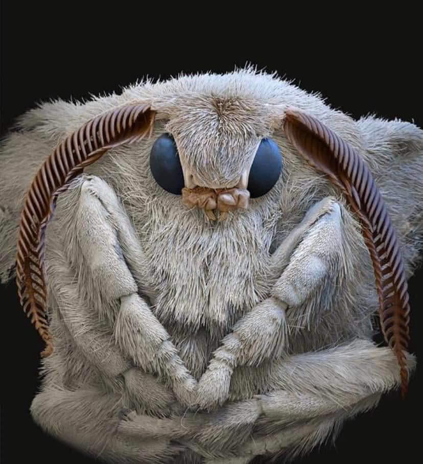 Arboretum After Dark: Insects at Night 3