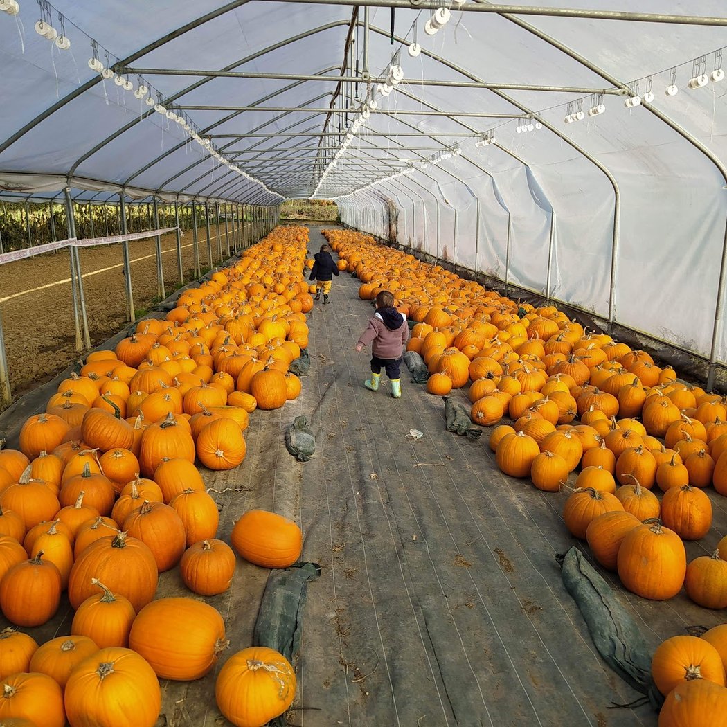 Atelier citrouille Halloween 1