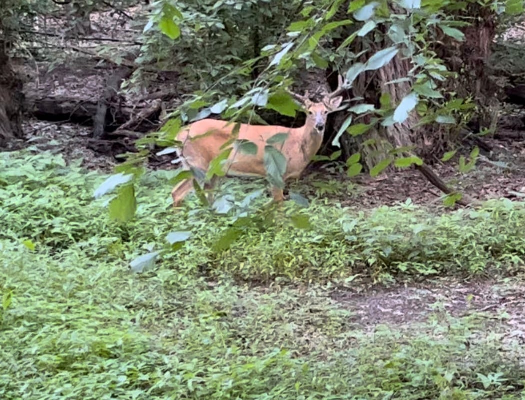 Home School Reign of Deer 1