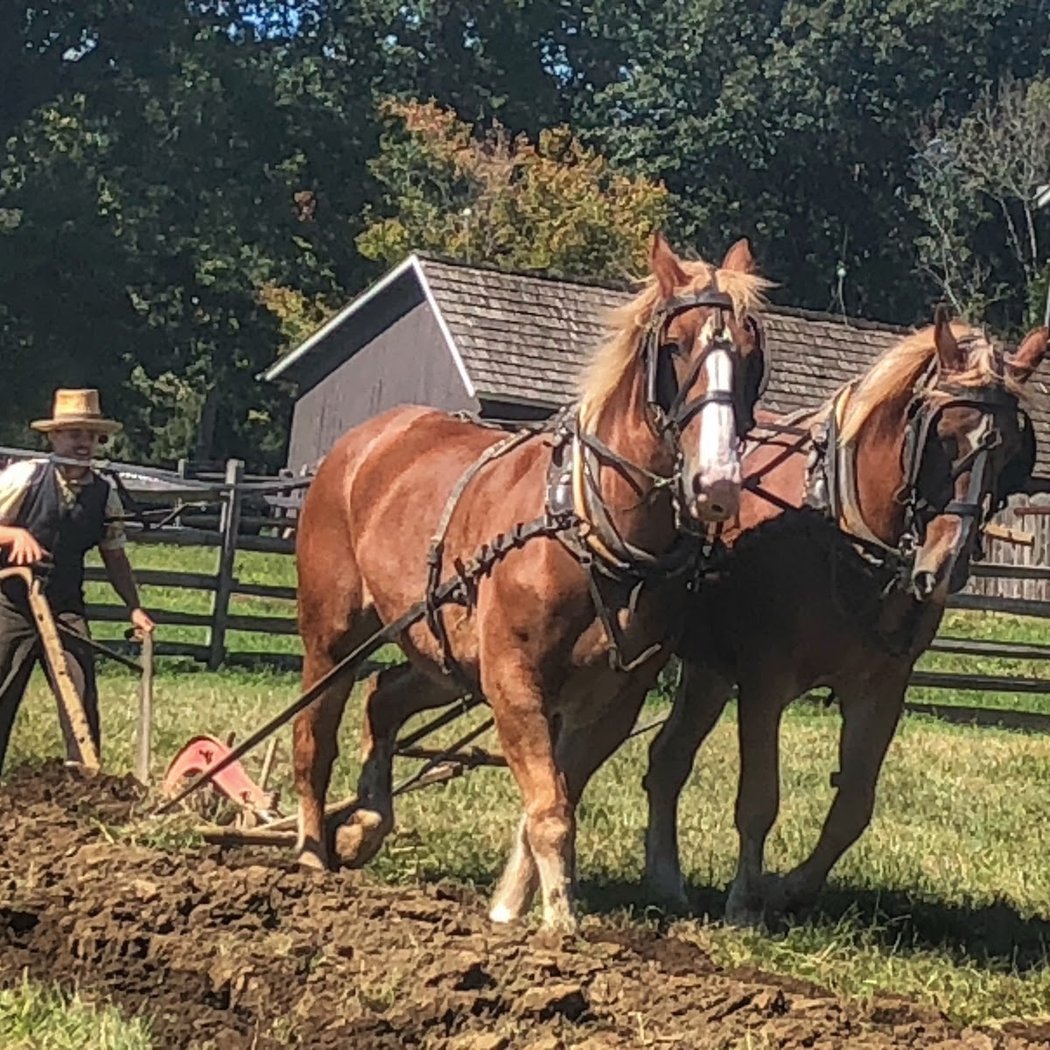 Longstreet Farm 1