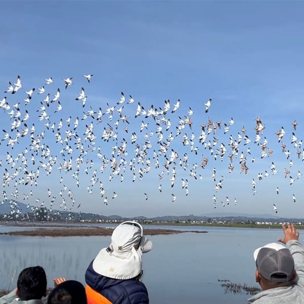 Bilingual Bird-A-Thon Walk with Los Pajaritos Alegres de Novato Baylands