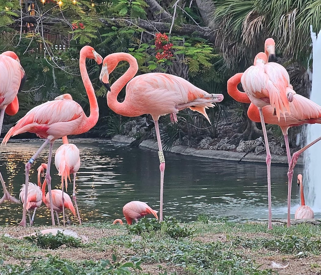 Busch Gardens Tampa Bay 4