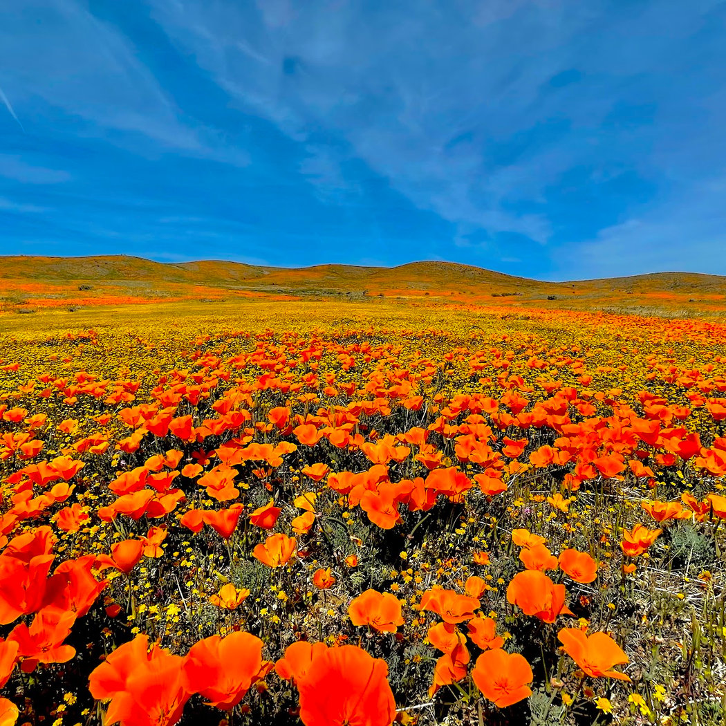Antelope Valley California Poppy Reserve State Natural Reserve 1