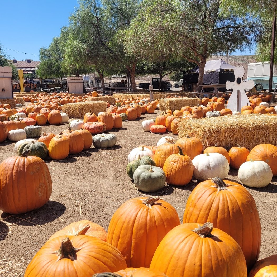 Peltzer Pumpkin Farm 2