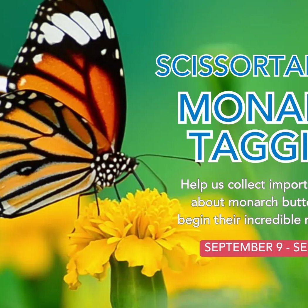 Monarch Tagging