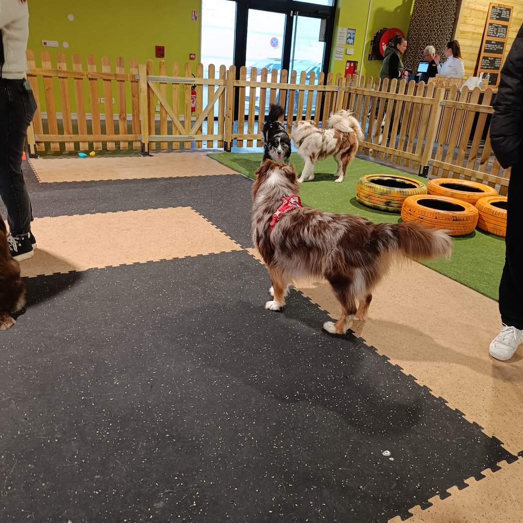 Woof'Land - Parc Canin Indoor 3
