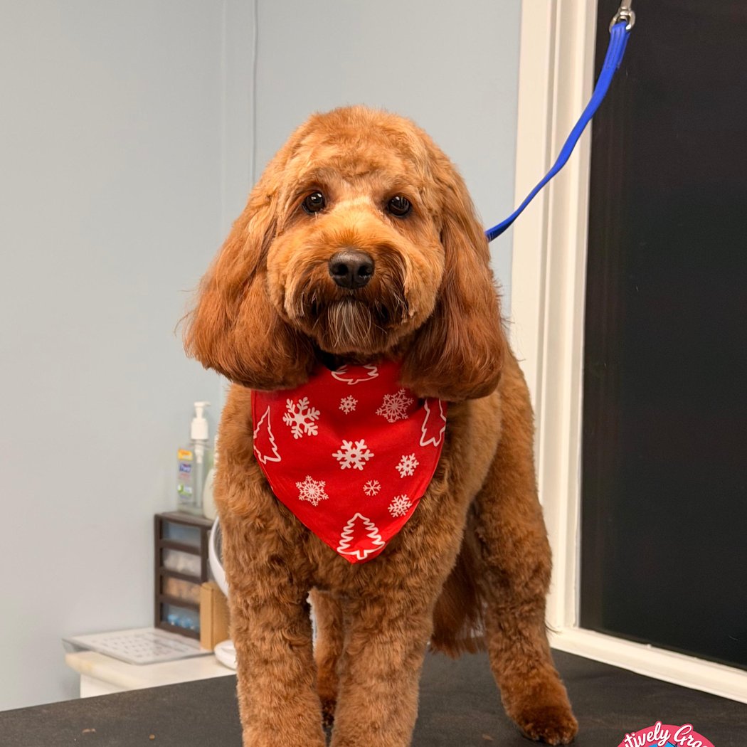Doghood Holiday Pawty 1