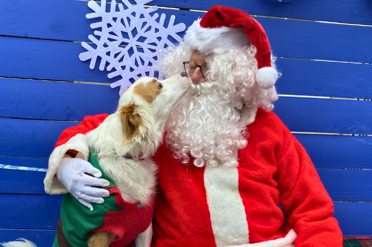 Pet Photos With Santa 1