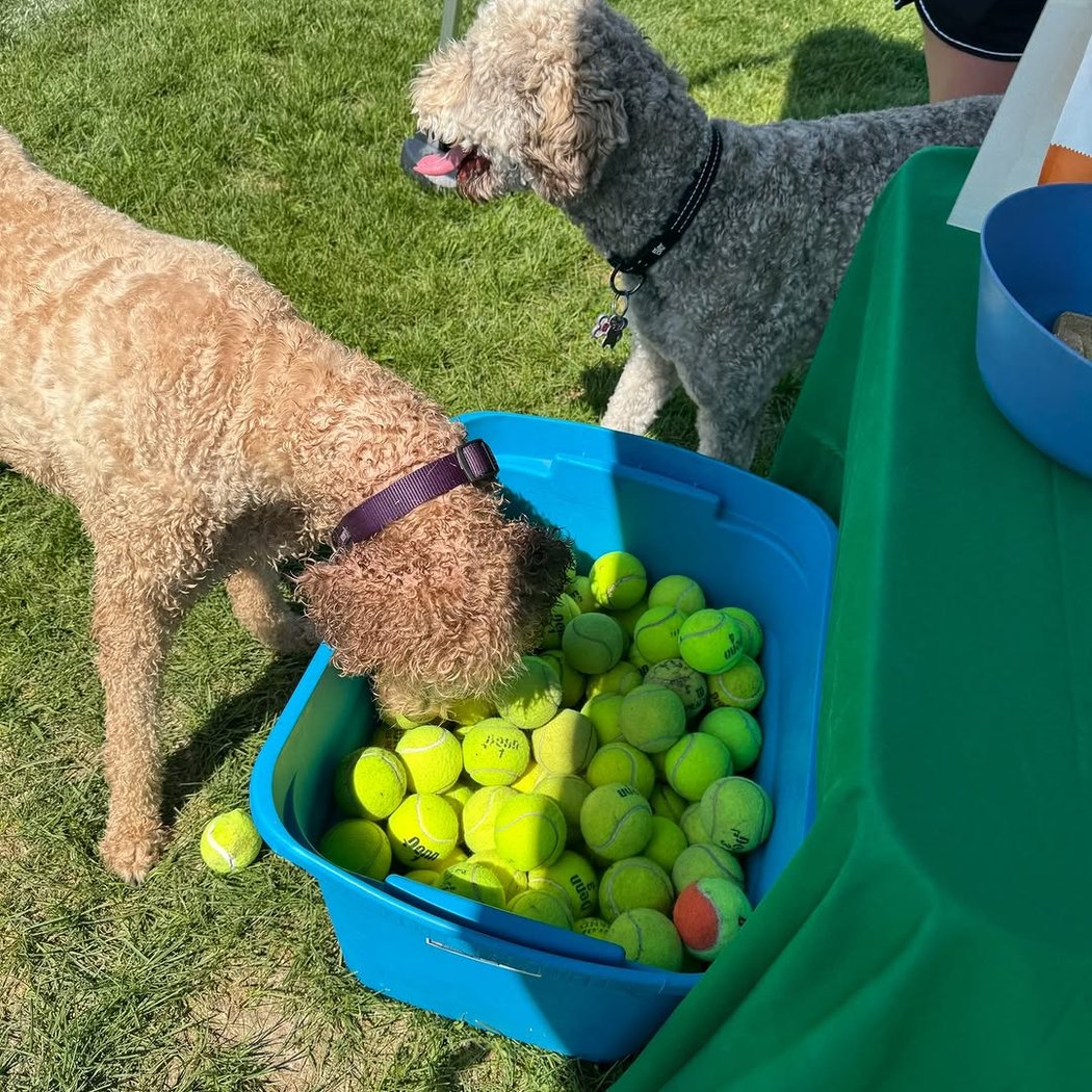 Pop-Up Dog Park Event 2
