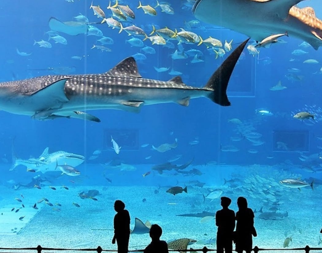 Christmas events at the Aquarium de Paris 2