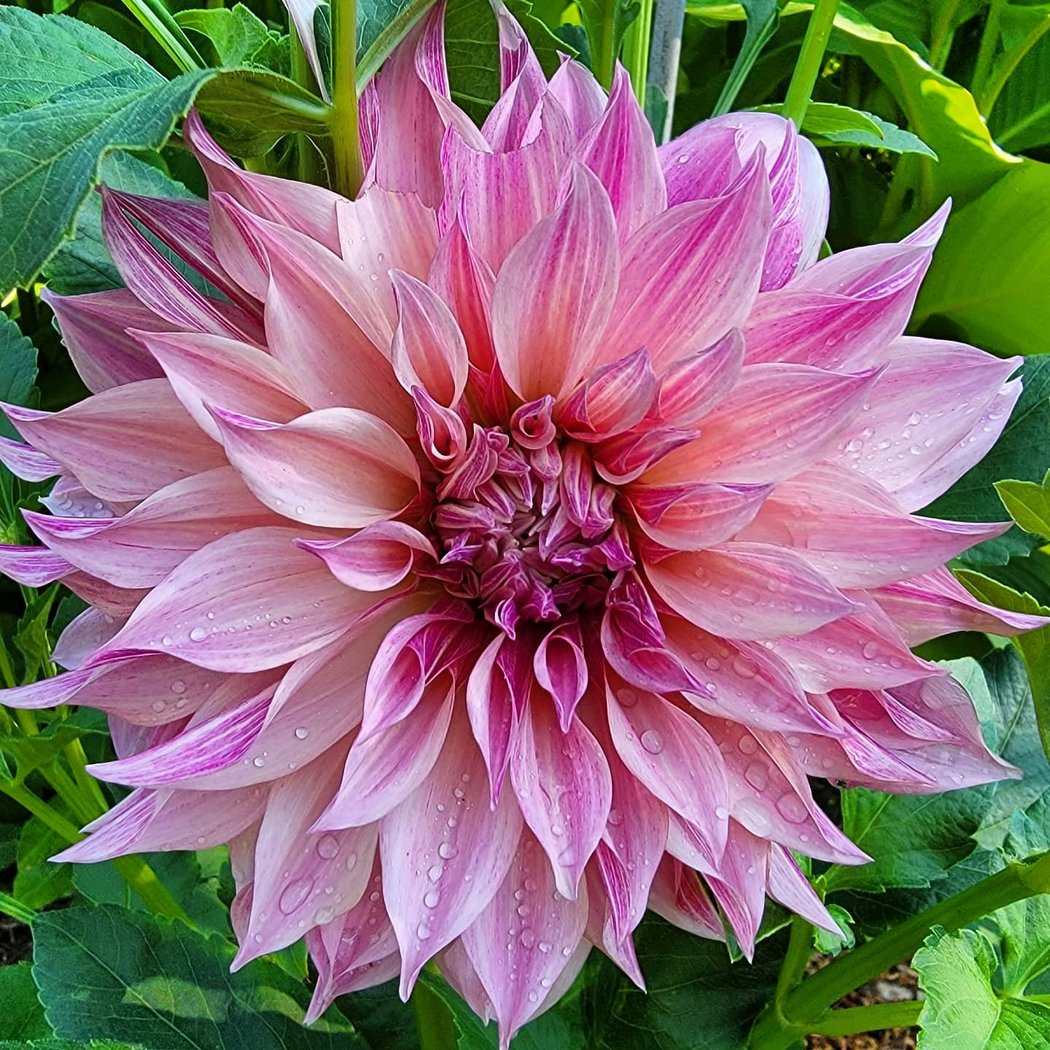Dahlia Fest 2026 1