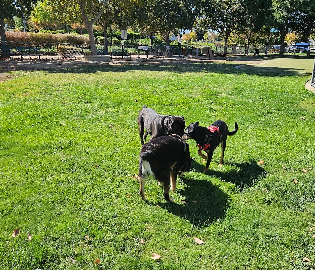 Kings Dog Park 1