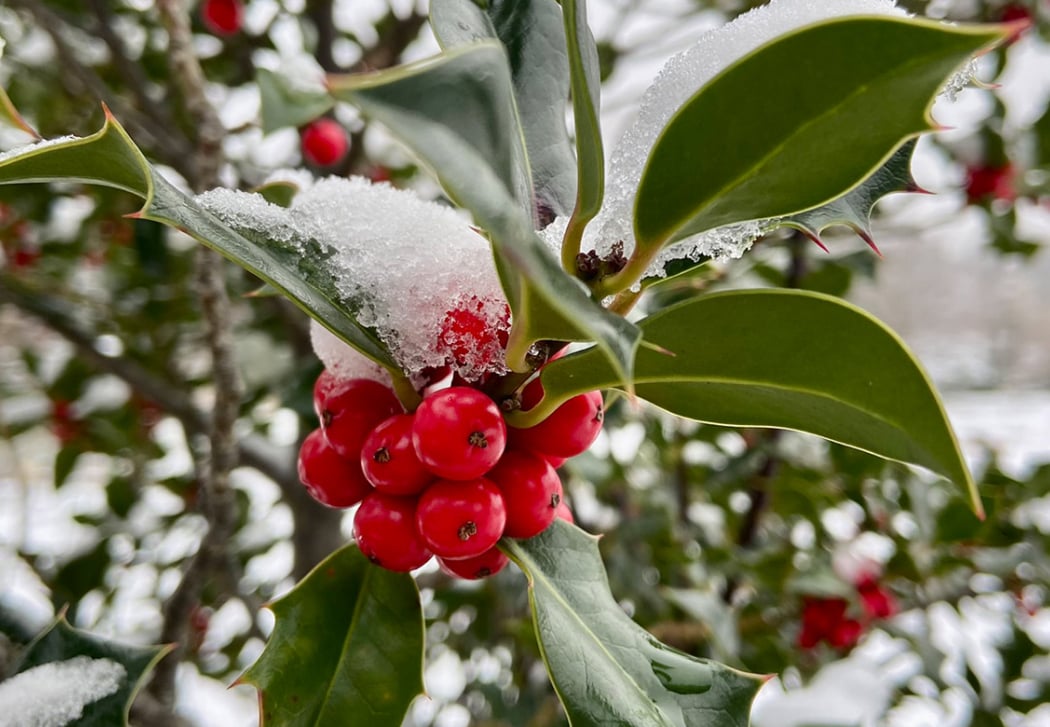 Sonntagsführung - ein Schwerpunkt heute... Symbolik der immergrünen Pflanzen im Winter