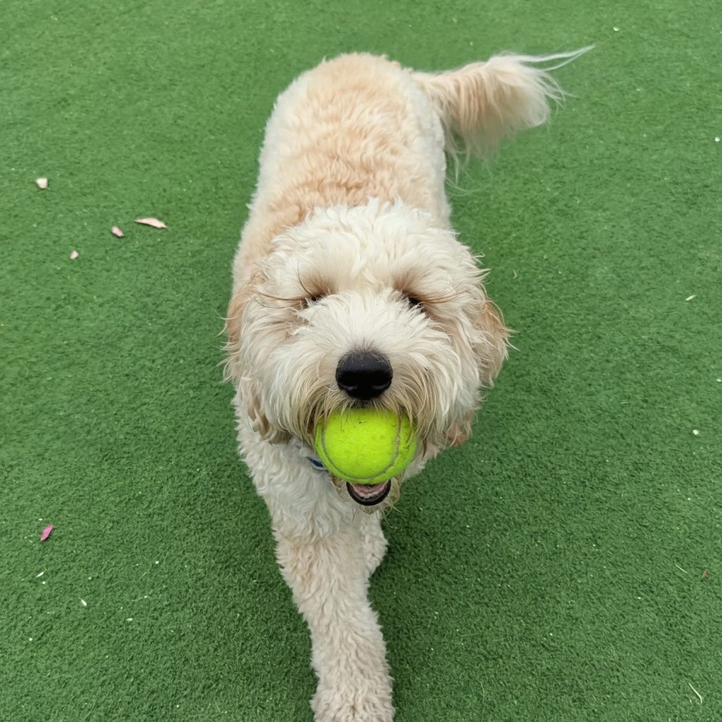 Dog Park | Los Gatos Creek 1