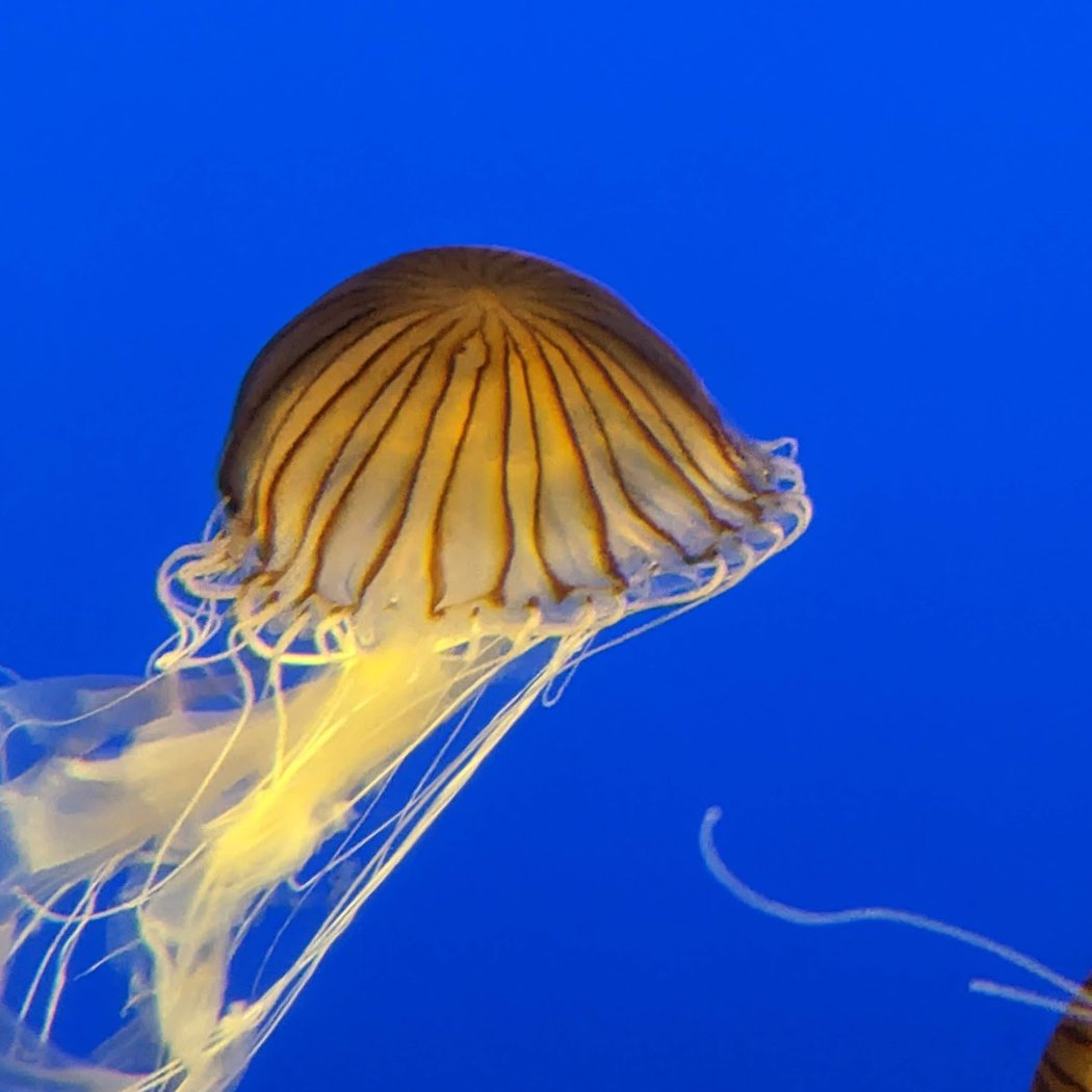 Ocean Wonders: Sharks! 1