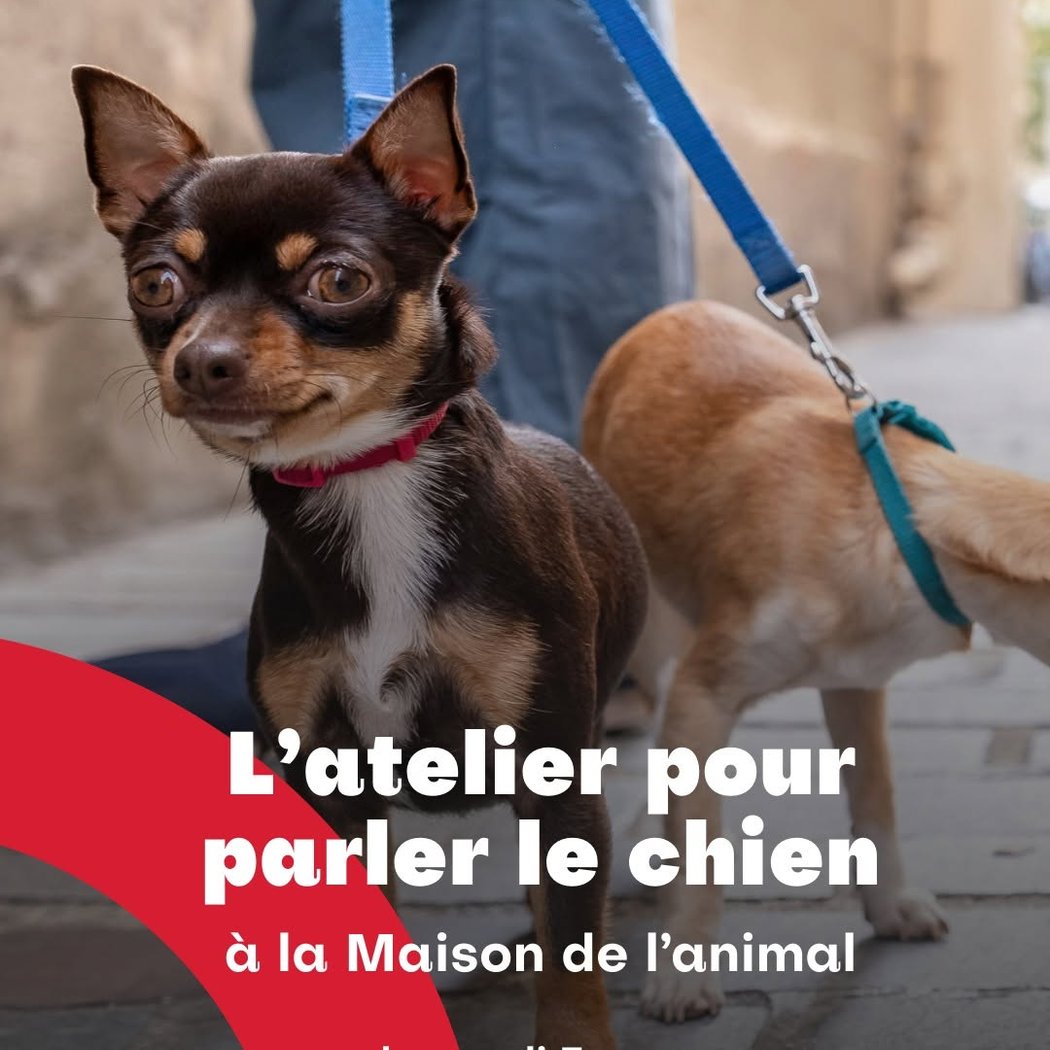 Atelier pour parler le chien 1