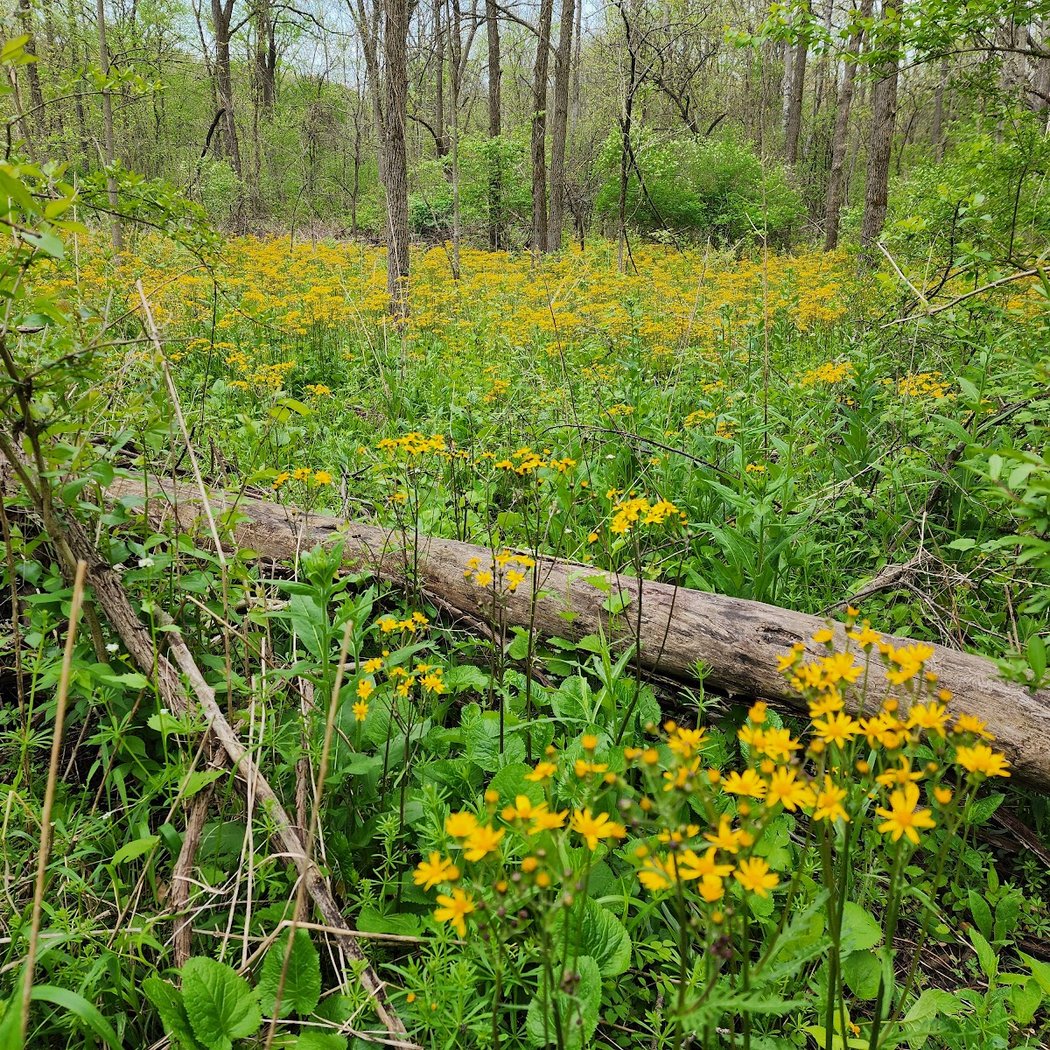 Burns-Stokes Preserve 3