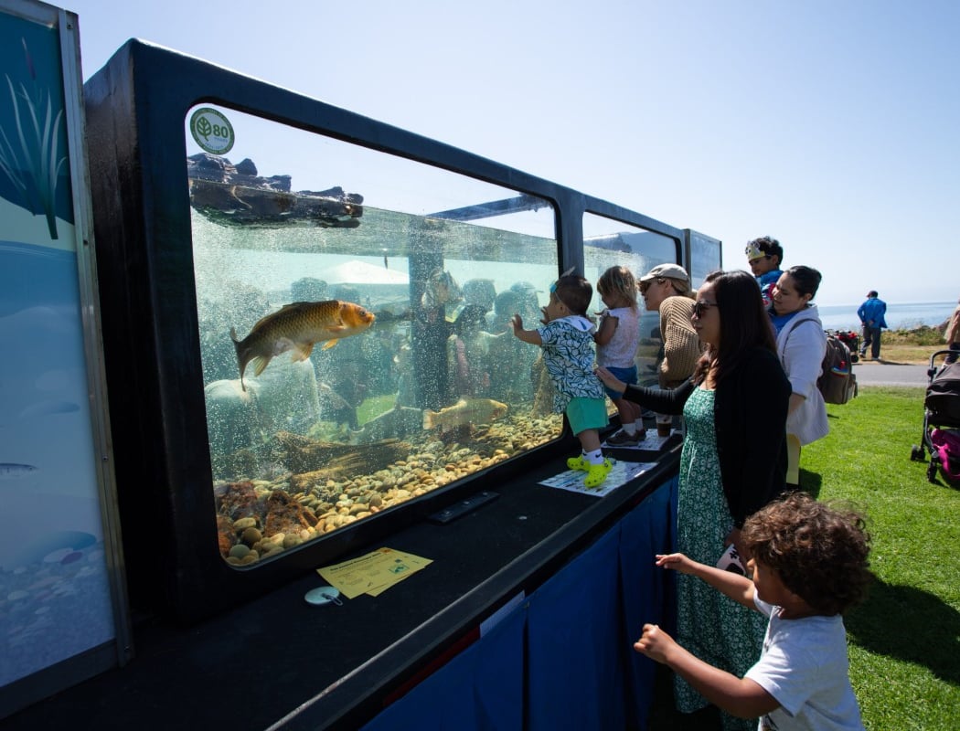 8th Annual Crab Cove Fish Festival
