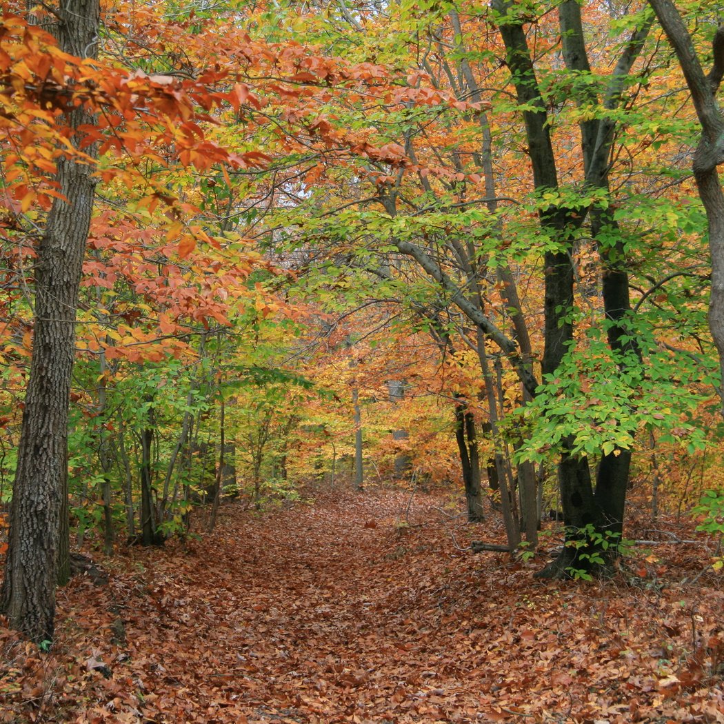 Rancocas State Park 1
