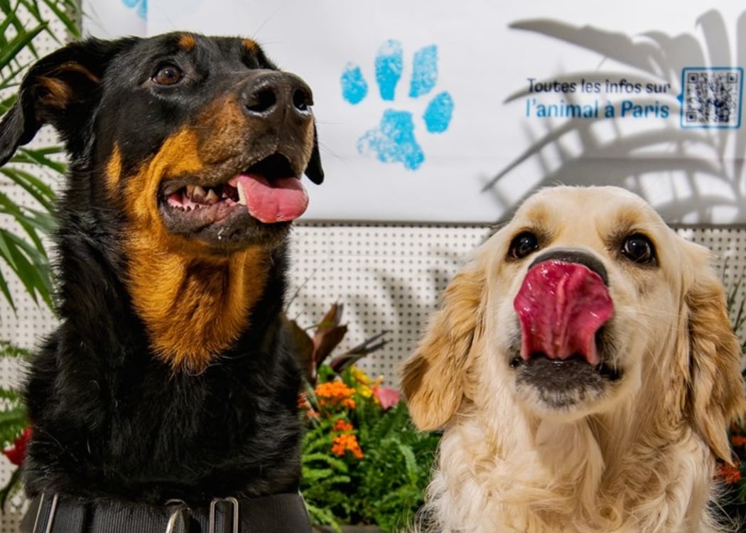 Balade éducative avec votre chien en zone urbaine 1