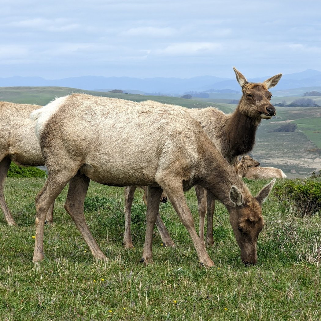 Tomales Point Trail 1