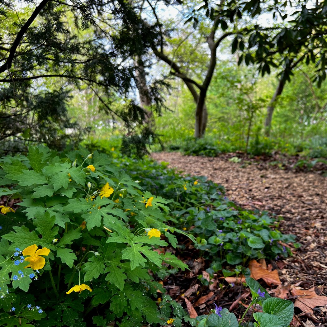 Native Plant Support Group: Medicinal Native Plants 2