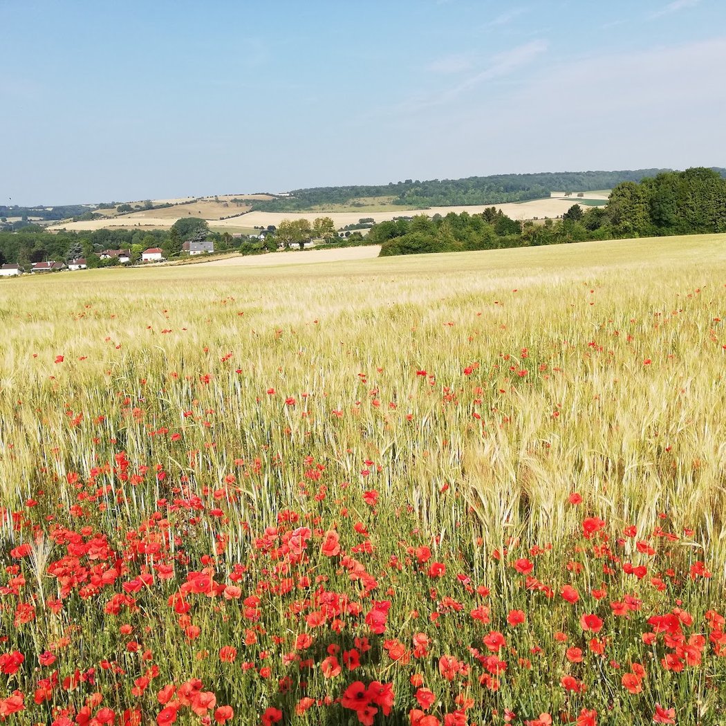 Réserve naturelle régionale des larris et tourbières de Saint-Pierre-es-Champs 1