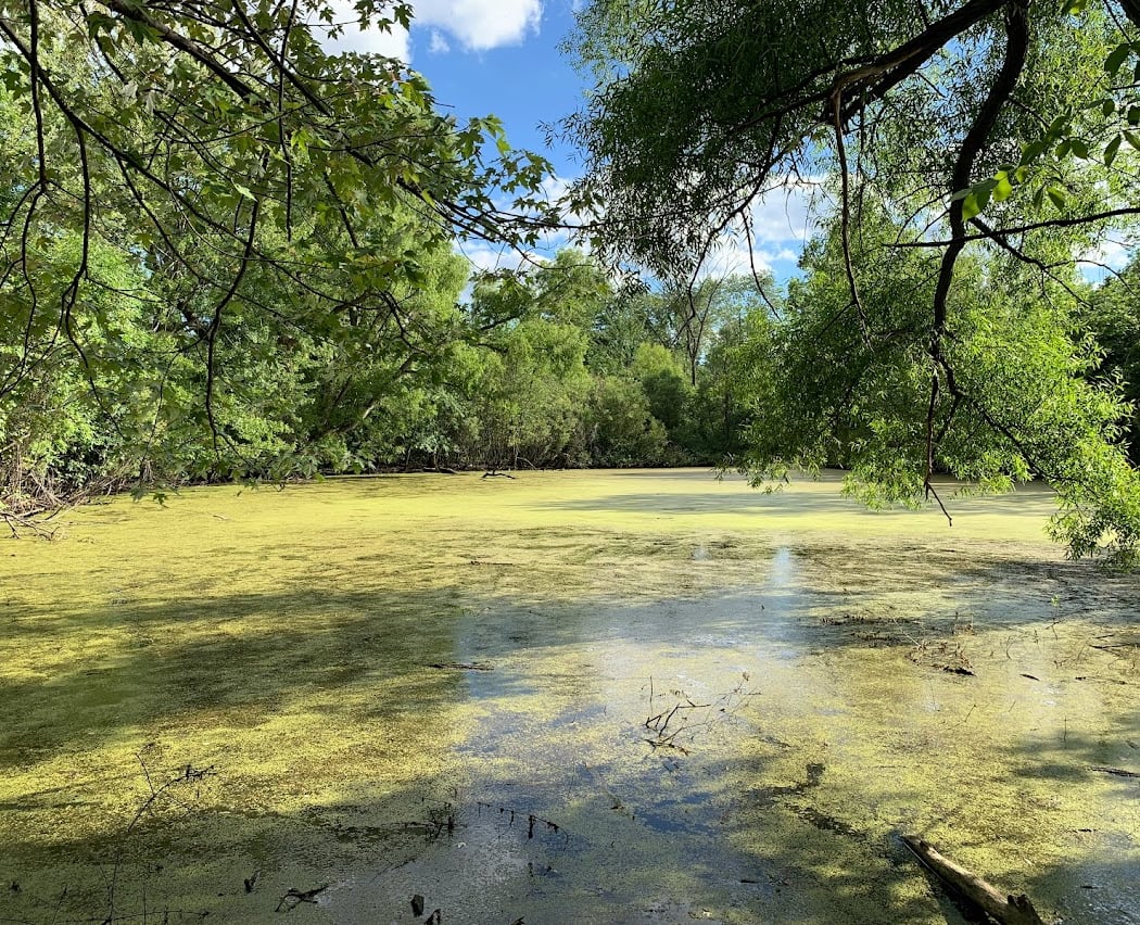 Greenview and Pioneer Woods Nature Area 3