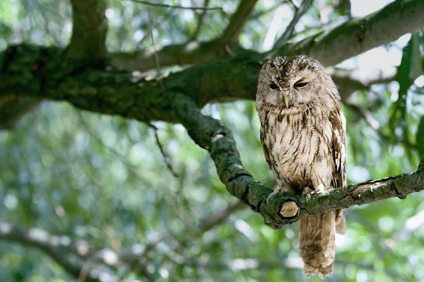 Observation de la faune urbaine au bois de Vincennes 1