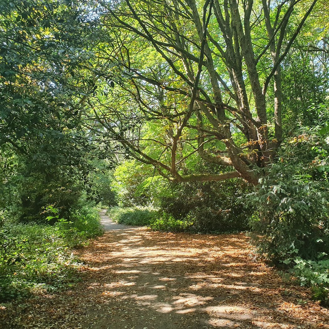 Putney Heath 1
