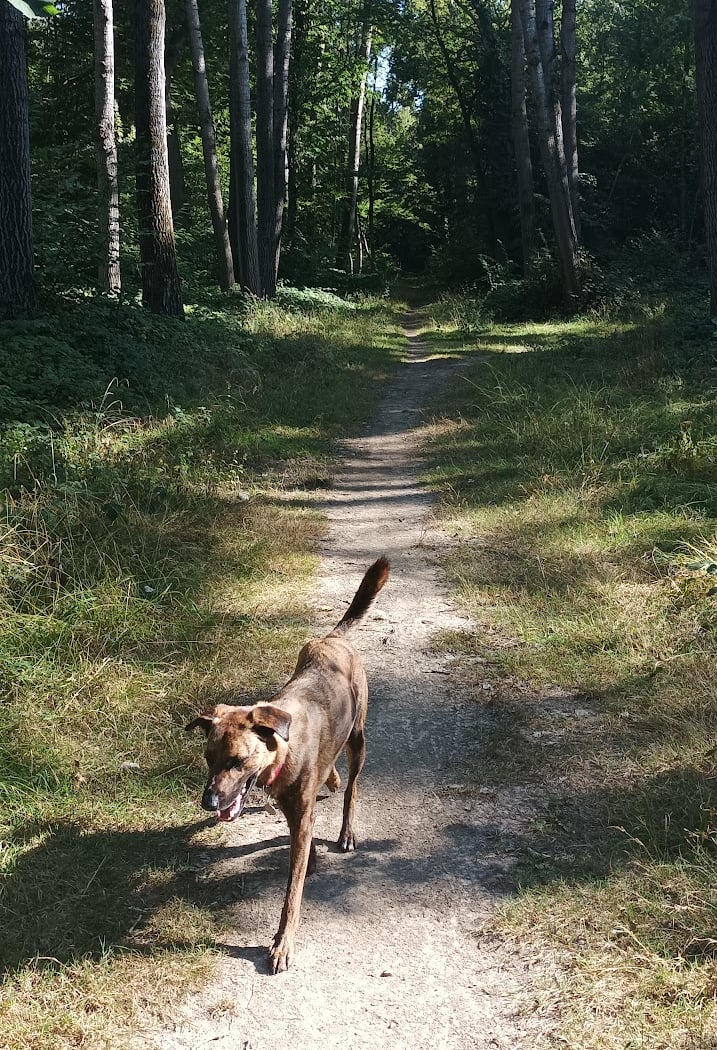 Balades contées au Bois de la Grange 2