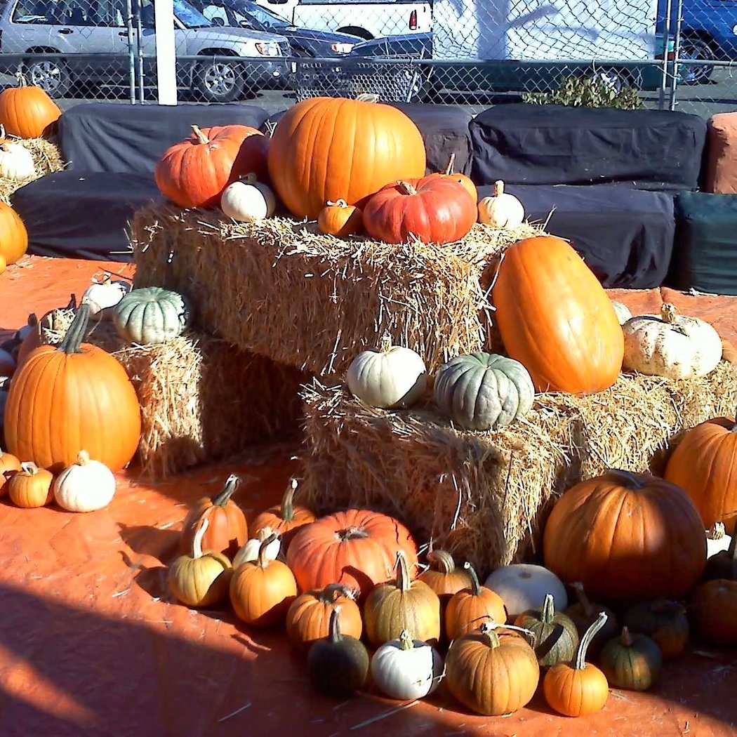ABC Tree Farms & Pick of the Patch Pumpkins - Camden 3