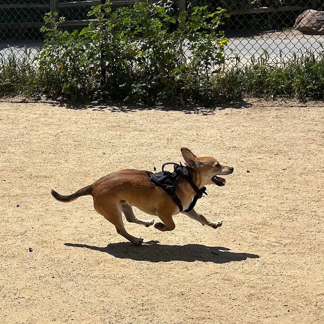 Centennial Dog Park 1