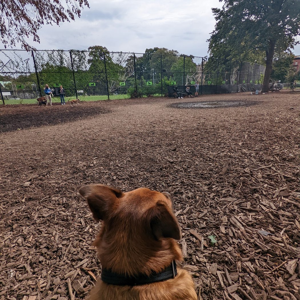 Herbert Von King Park Dog Run 4