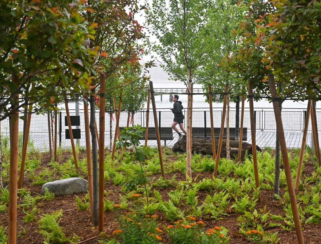 Manhattan Healing Forest 1
