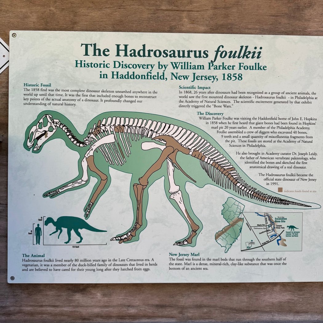 Hadrosaurus Foulki Site 2