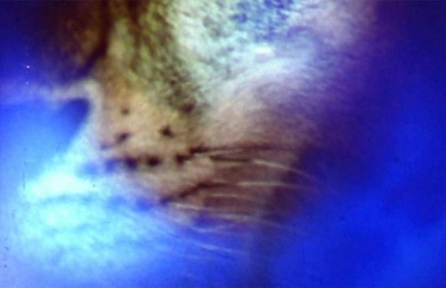 Grains of Perception: Films by Bruce Baillie and Nathaniel Dorsky 3